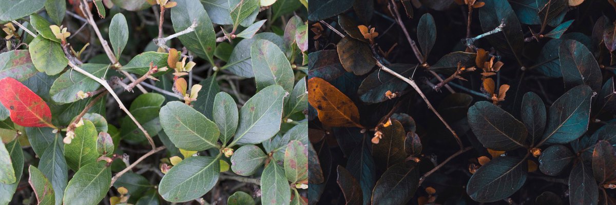 Praizist's tweet photo. Which is your favorite &amp; would you like a tutorial on the preset? https://t.co/viOjWyUubA