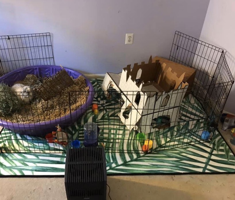 runbunmag's tweet photo. Bubbles Bright Eyes is now 12-1/2 years old. Since she has a flat face like dwarves do, she’ll benefit from her new Venta Airwasher. It Will scrub at all household toxins in her new environment.#ShelterSurvivor #BrightEyesAlive #BunnySanctuary #RabbitRescue #SpecialNeeds https://t.co/qtSmEGCQVh
