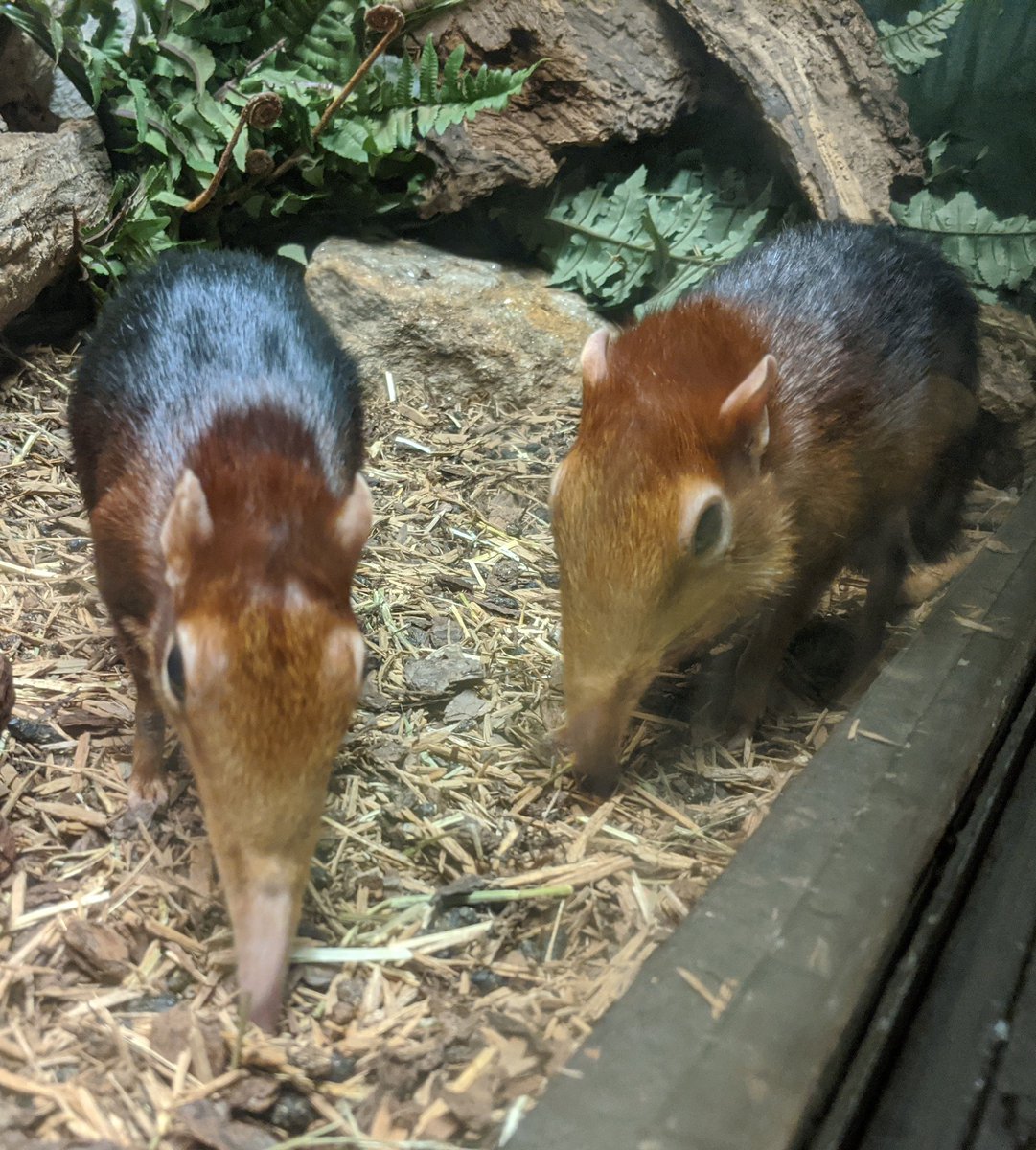 Two shiny black and rufous elephant shrews. They have wonderful long noses