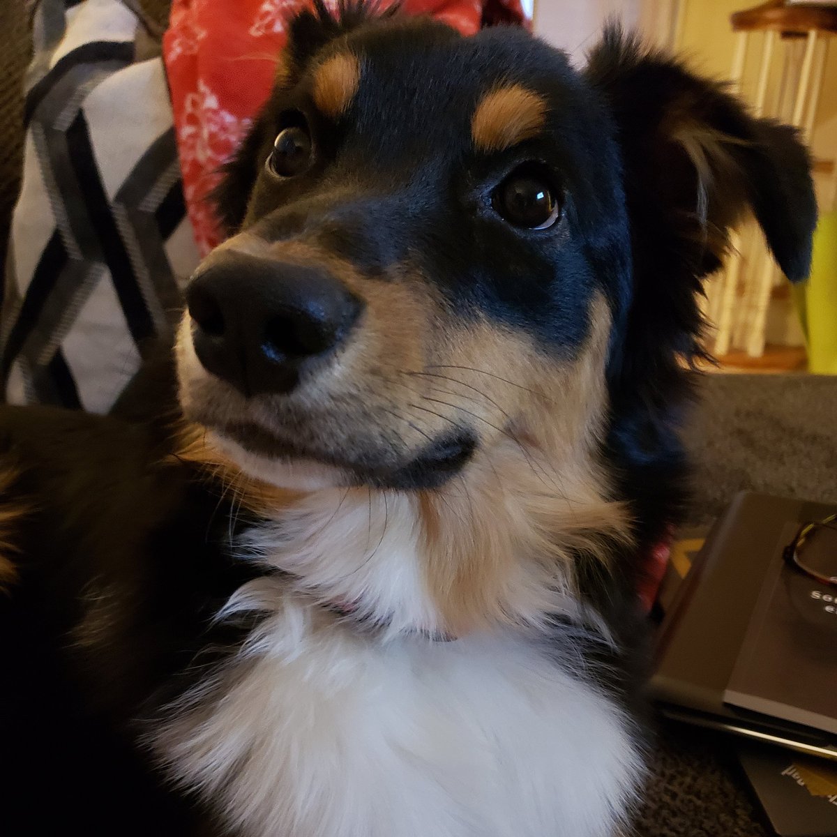 lkvinzsmith's tweet photo. Henley, the naughty puppy, is confident in her Momma's love. https://t.co/agcZy95fkG