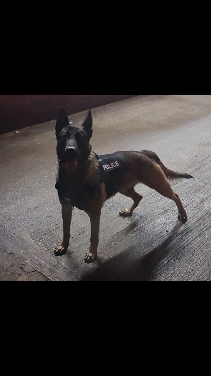 LancsPolDogUnit's tweet photo. The driver of this vehicle was detained by PD Viper in Accrington today, for dangerous driving, failing to stop, no licence, no insurance and no front wheel. #T5Dogs https://t.co/EaTDBgc7DH