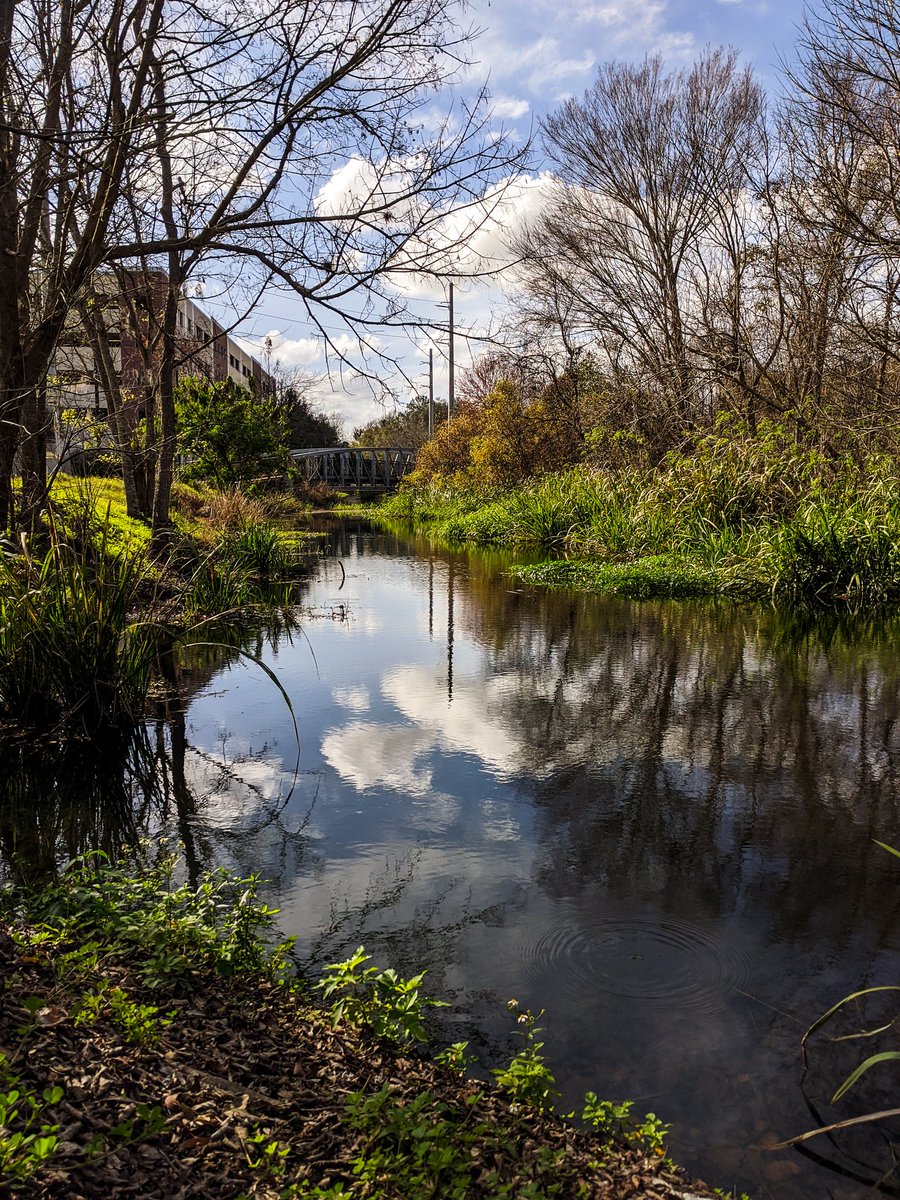 sustainableuf's tweet photo. It's time to #GlimpseIntoGainesville! You don't have to leave campus to find nature. There are creeks, ponds, wetlands, and wooded areas tucked among the buildings all over campus. Pictured here are the Digital Design Wetlands, Bartram-Carr Woods, and Jennings Creek 💚 https://t.co/YV6BOjnHch