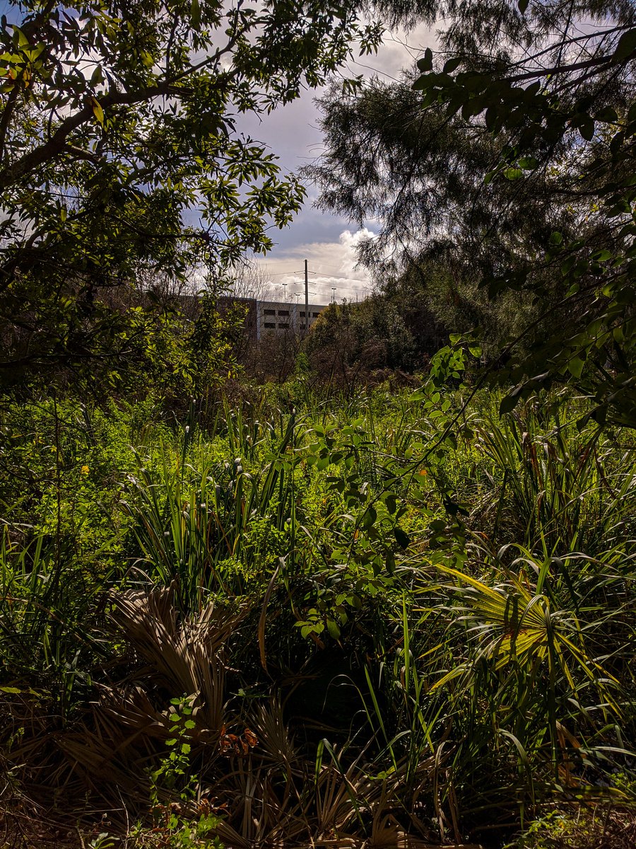 sustainableuf's tweet photo. It's time to #GlimpseIntoGainesville! You don't have to leave campus to find nature. There are creeks, ponds, wetlands, and wooded areas tucked among the buildings all over campus. Pictured here are the Digital Design Wetlands, Bartram-Carr Woods, and Jennings Creek 💚 https://t.co/YV6BOjnHch