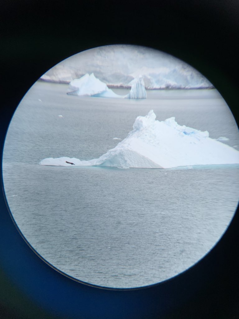 AzamaraPursuit's tweet photo. #penguin #seals #Bergybits & #Growlers are everywhere #Antarctic #binoculars https://t.co/Q4VeOIsoLc