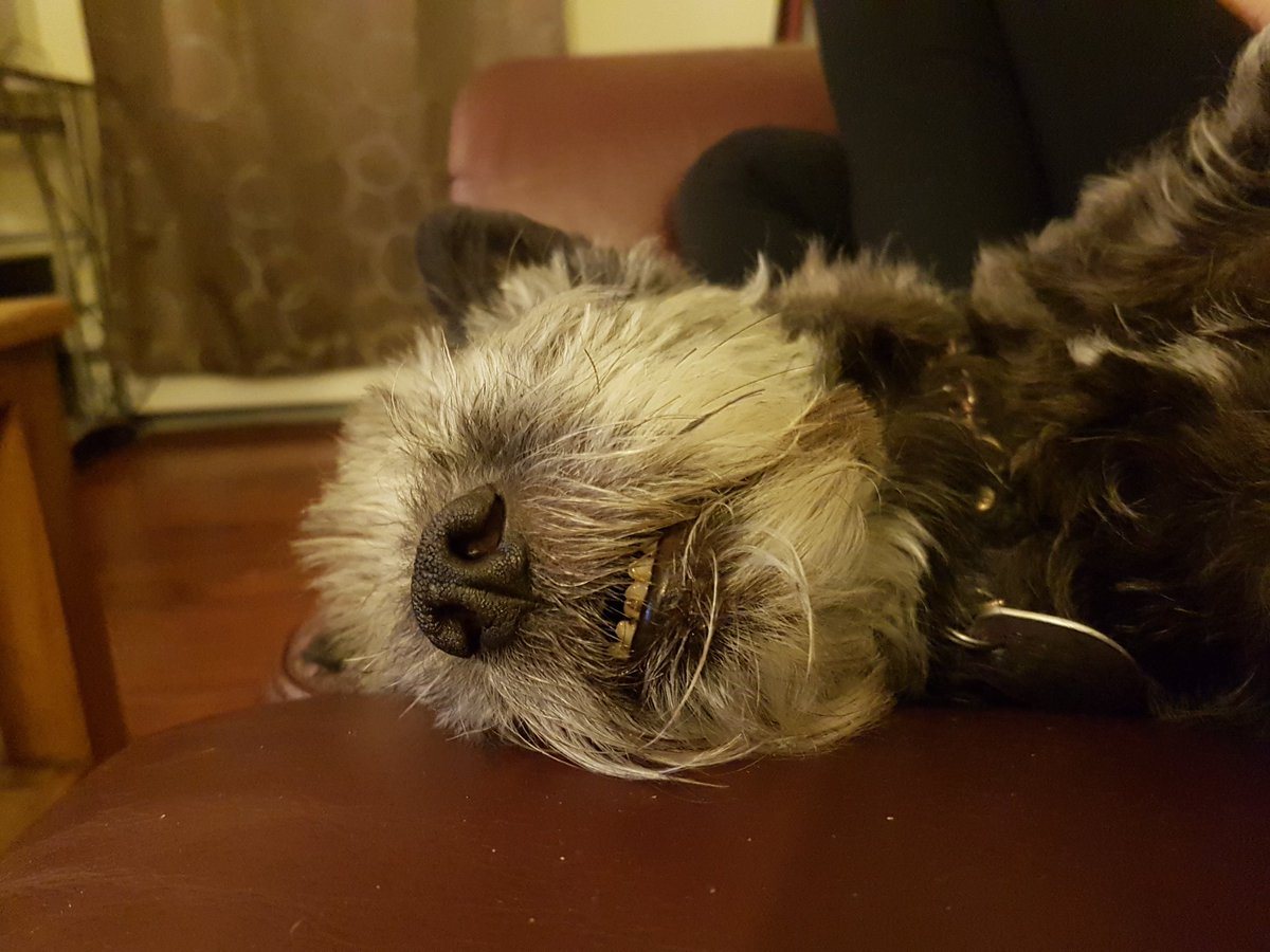 Eleteka's tweet photo. Umik is his name, but I call him names like Frink! Gully! Bliaqy! He's got teef! :D he is so loved in this house. https://t.co/0Q6m3Htynz