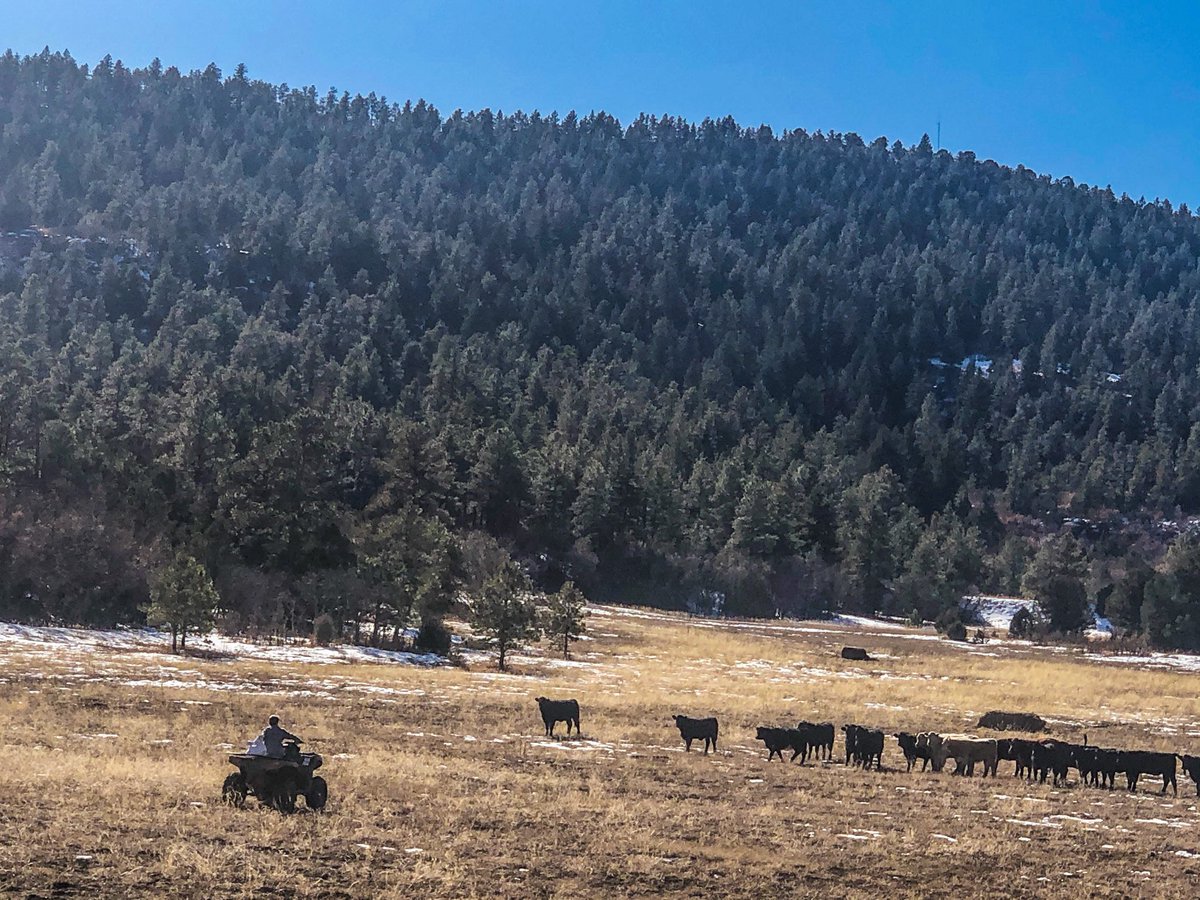 FredEichler's tweet photo. ATA show was great and it's always fun seeing old friends and new products, but even better being back home. Took this picture of Trent checking some young heifers this morning.
#everythingeichler #ranchlife #farmlife #teamoutdoors #yourworkingpartner #checkingcows #cattle https://t.co/pUbUB7y0bJ