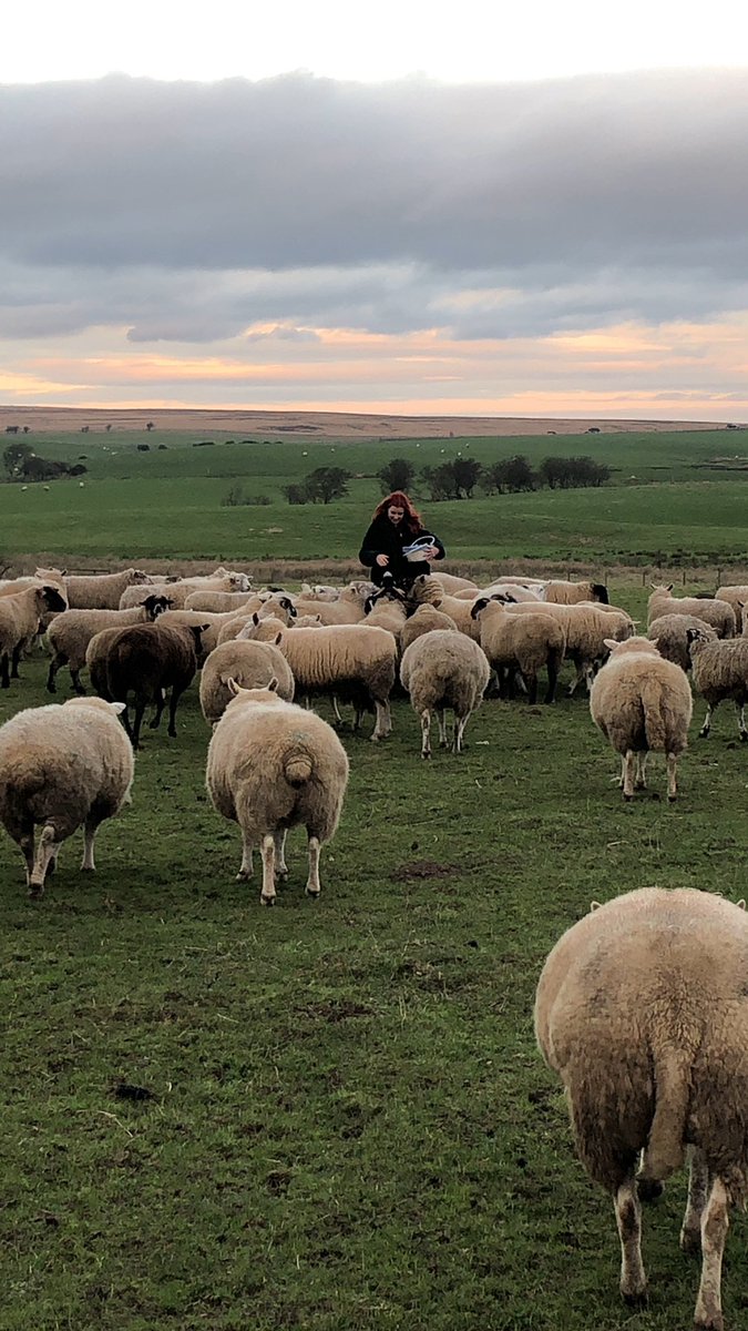 ewe_love's tweet photo. I’ve stopped counting sheep, it’s lethal during the day https://t.co/iBqCF23NBB