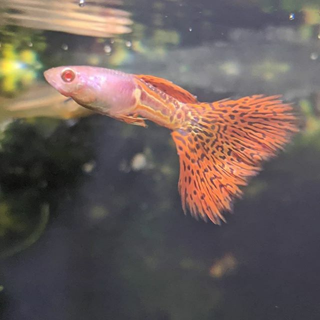 tffarm1's tweet photo. 新入り① グッピー
レッドテールコブラ☺️
だったかな😅
#国産グッピー #熱帯魚 #熱帯魚水槽 https://t.co/btUHdZKAOF https://t.co/up0zy6vvXi