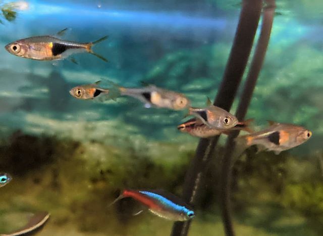 tffarm1's tweet photo. 新入り② ラスボラ
ラスボラ・ヘテロ��ルファ☺️
#ラスボラ #ラスボラヘテロモルファ #熱帯魚 #熱帯魚水槽 https://t.co/2hsVBkXD0A https://t.co/ecoRsOReTl