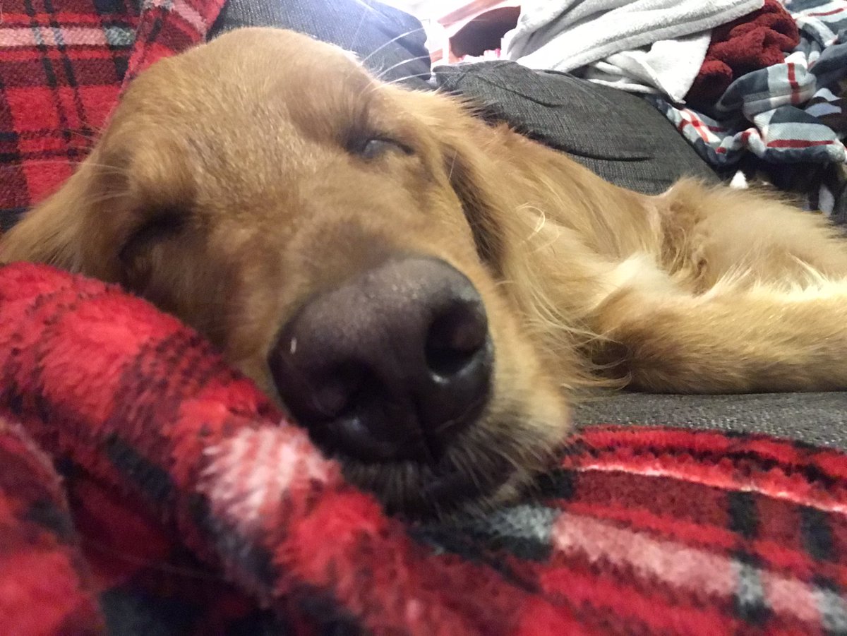 BaileyBlakley's tweet photo. Resting for movies tonight https://t.co/A8g9V7XKMA