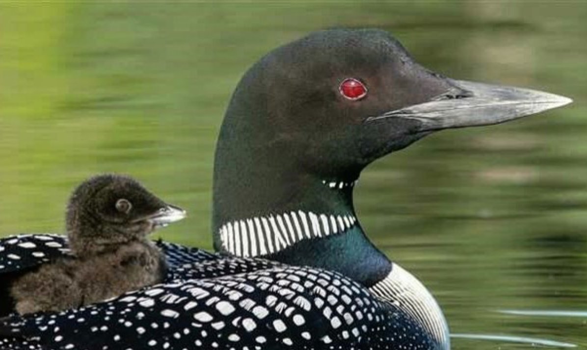 3 BILLION birds have been lost in the U.S. and Canada since 1970, a study found—all the more reason to protect "North America’s bird nursery": Canada’s boreal forest.