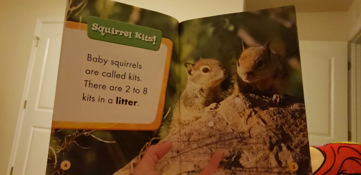 MGA_Reading's tweet photo. Learning about Baby Squirrels before bed tonight.🐿📚 #AACPSReadWithMe #nonfiction @MonarchGloAACPS @AacpSeril https://t.co/UtV4pFrASJ