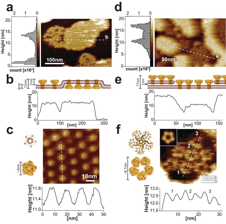 NanoWorld's tweet photo. Real time dynamics of Gating-Related conformational changes in CorA - https://t.co/17cHKZWnaI #highspeedAFM #cellbiology #AFMprobes https://t.co/GBhsnaIxDW