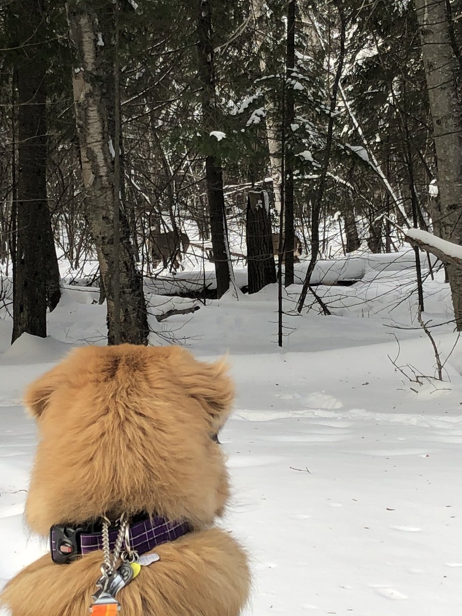 Meatball73Mike's tweet image. Valley trying to figure out if he’s related to these guys! #firstdeersighting #samecolour