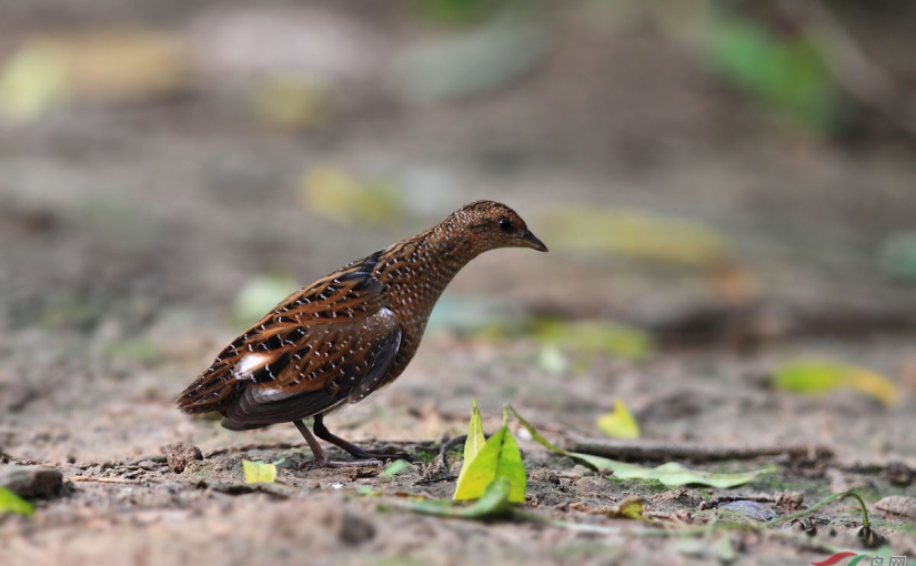 The Chinese name for Swinhoe's Rail is 花田鸡, huā tián-jī, literally translated as 'flower paddy-chicken'. Photo by Zhu Zhu Qu.