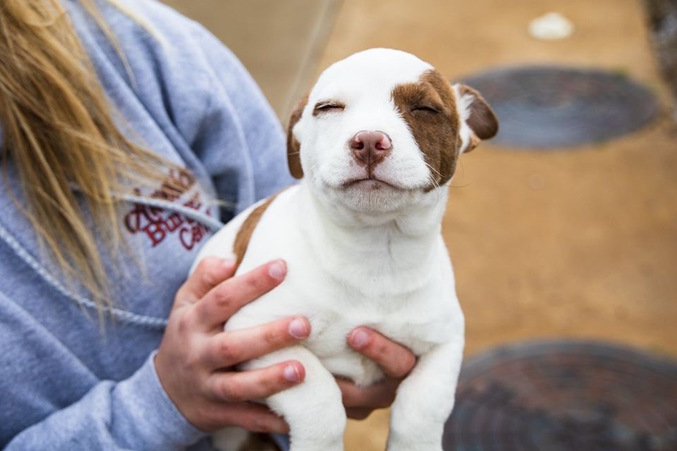 layken_hutchins's tweet photo. These fur babies are at the Humane Society in Batesville. RT to help me find these babies a home. ❤️🐾 https://t.co/b4QTo0bfW6