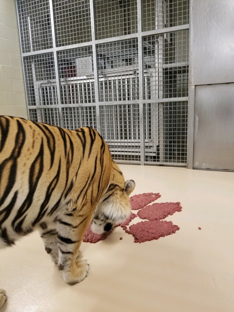 MikeTheTiger's tweet photo. Looks like a paw logo is the closest @ClemsonFB can get to a real Tiger. @LSUfootball #collegenationalchampionship https://t.co/Jr035nIc3Y