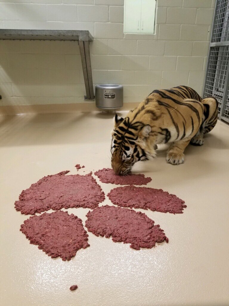 MikeTheTiger's tweet photo. Looks like a paw logo is the closest @ClemsonFB can get to a real Tiger. @LSUfootball #collegenationalchampionship https://t.co/Jr035nIc3Y