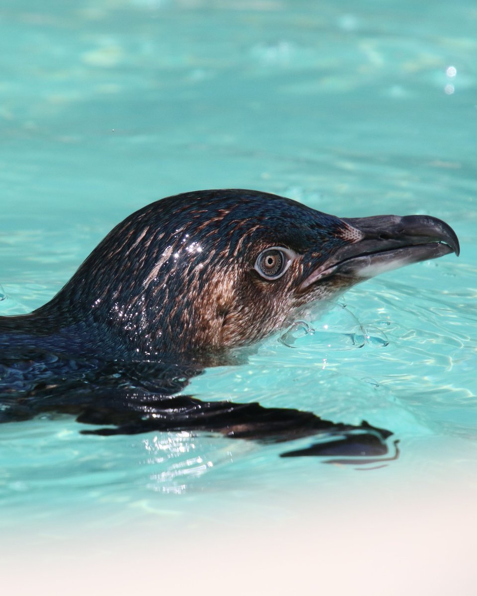 It's #PenguinAwarenessDay next Monday, so here's your chance to ask our penguin keeper all the things you've ever wanted to know about these feathered swimmers. Reply with your questions and standby!