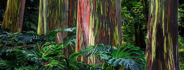 whatwordscando's tweet photo. The rainbow eucalyptus tree https://t.co/mGNTY7z5Wc