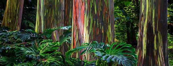 The rainbow eucalyptus tree