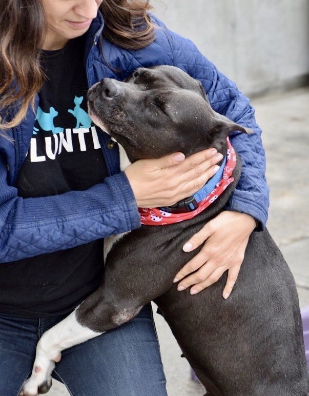 KeithOlbermann's tweet photo. CHANEL DESERVES A BETTER FATE THAN THIS. She’s 12, wonderful with people, they can’t afford to treat her mammary tumor, she doesn’t like dogs and has bitten. So we should kill her? Or pledge via @TomJumboGrumbo for a Rescue to save Chanel #85808? PLEASE RT!https://t.co/qsaZkgXEkN https://t.co/8MVv2w8tOl
