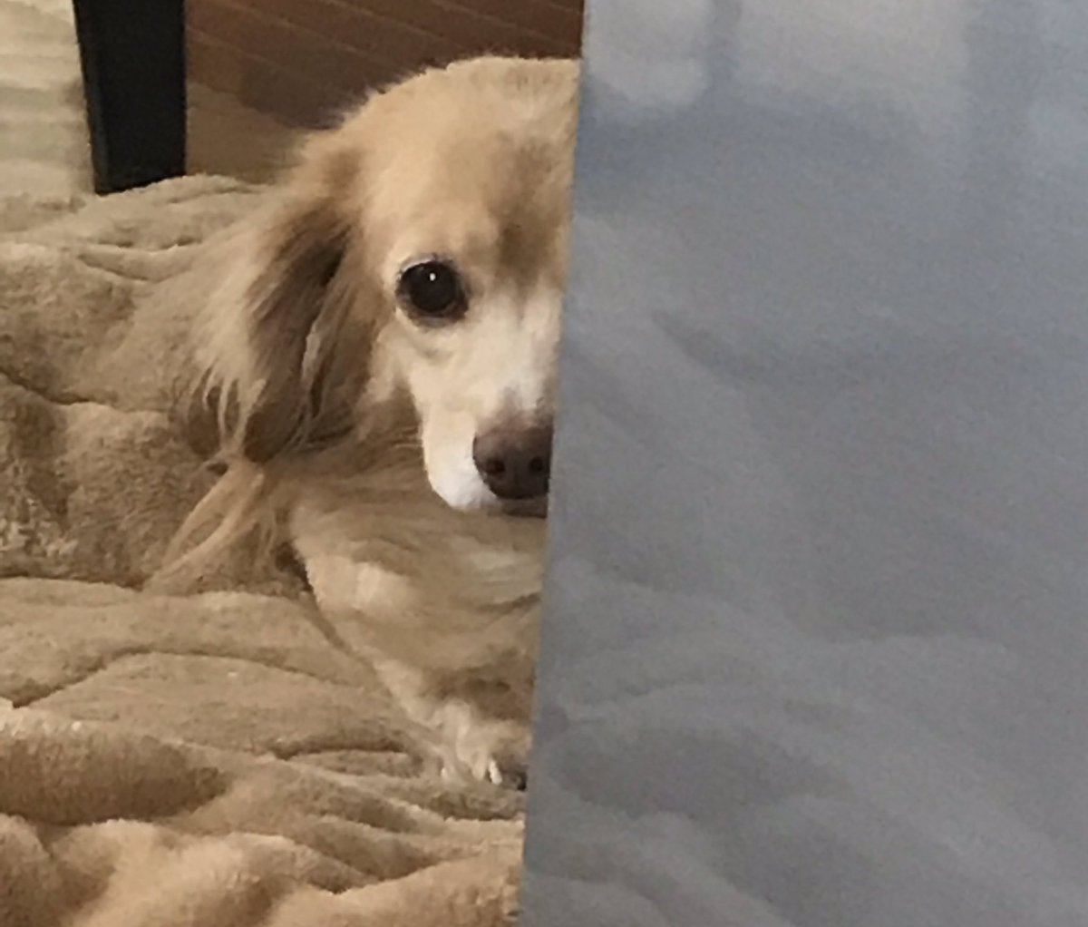 鈴木 絵理 もしよかったら犬の画像お送りください 犬の画像送って頂けたら感想を返してみようかな もし 愛犬を可愛いと言って欲しい人や こわいと言われたくない人は送らないでください 笑 克服 がんばります 鈴木 絵理 もしよかったら犬の画像お送りください 犬の画像送って頂けたら感想を返してみようかな もし 愛犬を可愛いと言って欲しい人や こわいと言われたくない人は送らないでください 笑 克服 がんばります