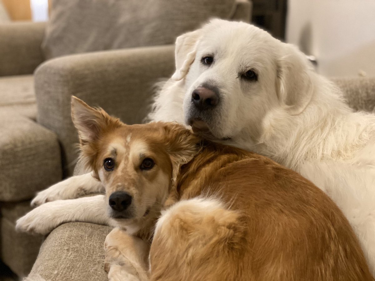 nocody0's tweet photo. Not sure Atlas is in love with how in his personal space Remy is. https://t.co/j8WGiTjqtD