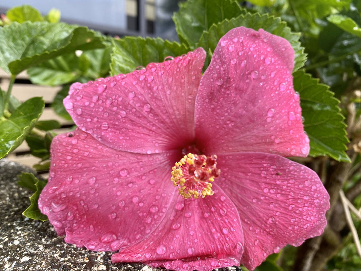 There are 65 types of hibiscus <a href="/Napili_Kai/">Napili Kai Beach Resort</a> <a href="/mauivisit/">Maui Visitors Bureau</a> What’s your favorite flower? #seeMaui #LetHawaiiHappen