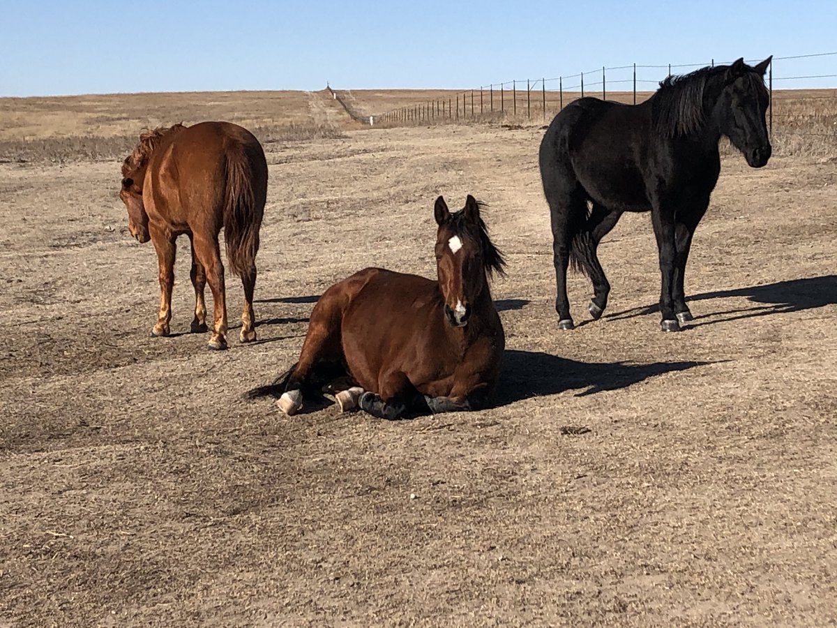 Queen Dakota lounges while her servant stand guard. #bossmare #aqha #hangonnhandleit