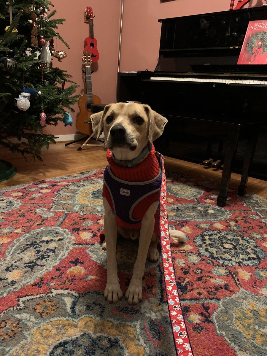 This is my new dog, Cookie! I adopted him from @CedarBendHS . He loves to cuddle and to play with his stuffed carrot! 🐶🍪🥕❤️