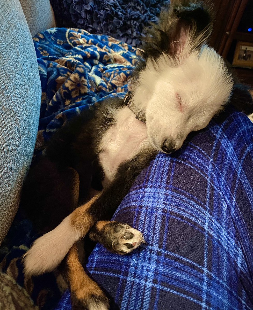 Skyworx_Media's tweet photo. There are times my new storm chasing partner gets so tired he sleeps sitting straight up. ππ
#stormchasingdog #dogsoftwitter #dogsofinstagram https://t.co/5IHvCo6MEk