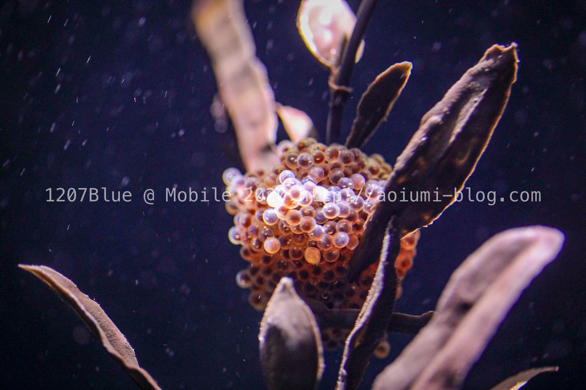 Uzivatel Kazumasa Kamata Na Twitteru リアルぶりこ見つけた T Co Pzpux25gmr 浅虫水族館 ハタハタ ぶりこ 青森県民