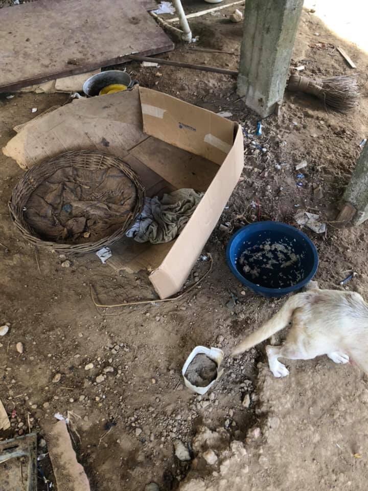 brunabrazao_'s tweet photo. AJUDA!
Pessoal, preciso de ajuda para encontrar um lar para essas fofuras!
Atualmente a mãe e os 7 filhotes vivem nesse estado horroroso num terreno infestado de pulgas. São 6 fêmeas e 1 macho, 2 meses de idade. https://t.co/DgqOteOra1