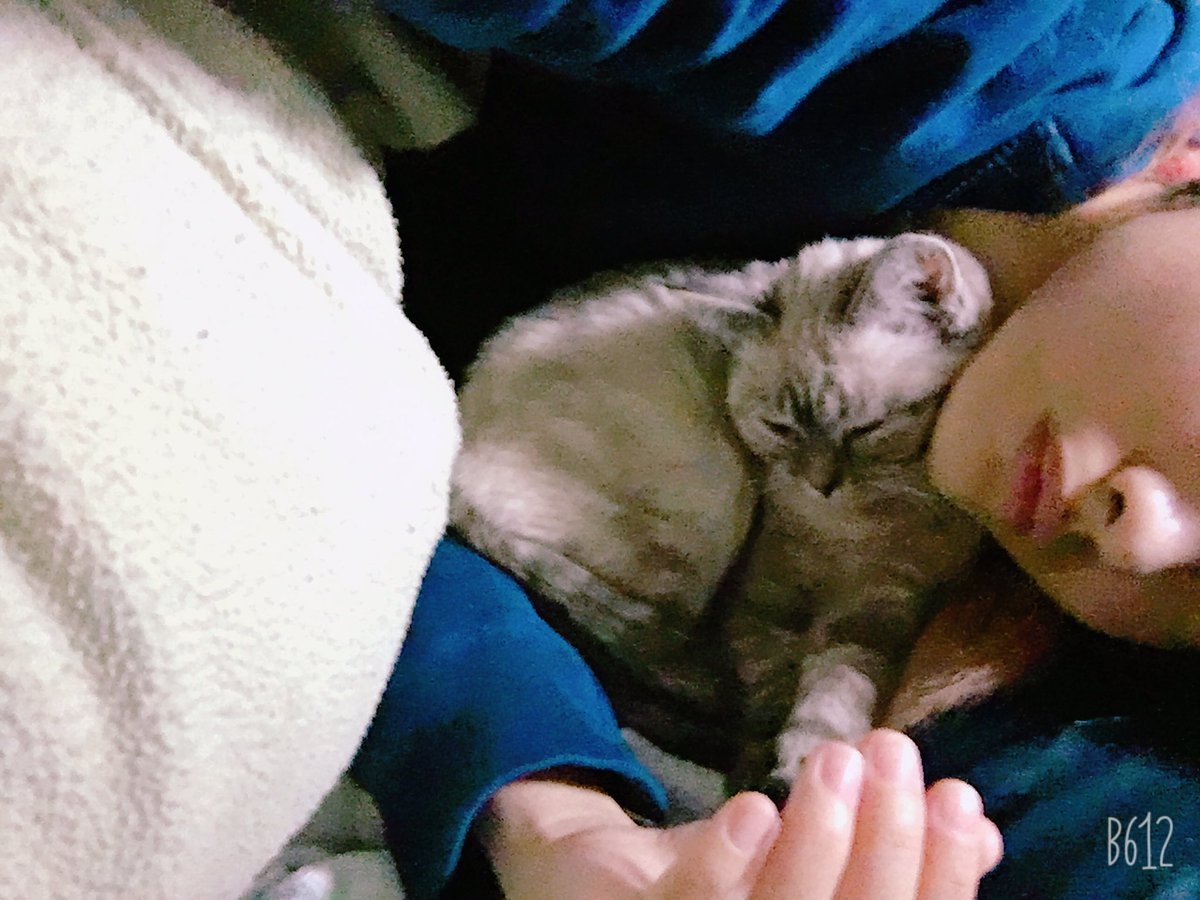 小さいときから飼い主さんの首元で寝るのが好きだった猫さん 大きくなってからも相思相愛 羨ましすぎて爆発する Togetter