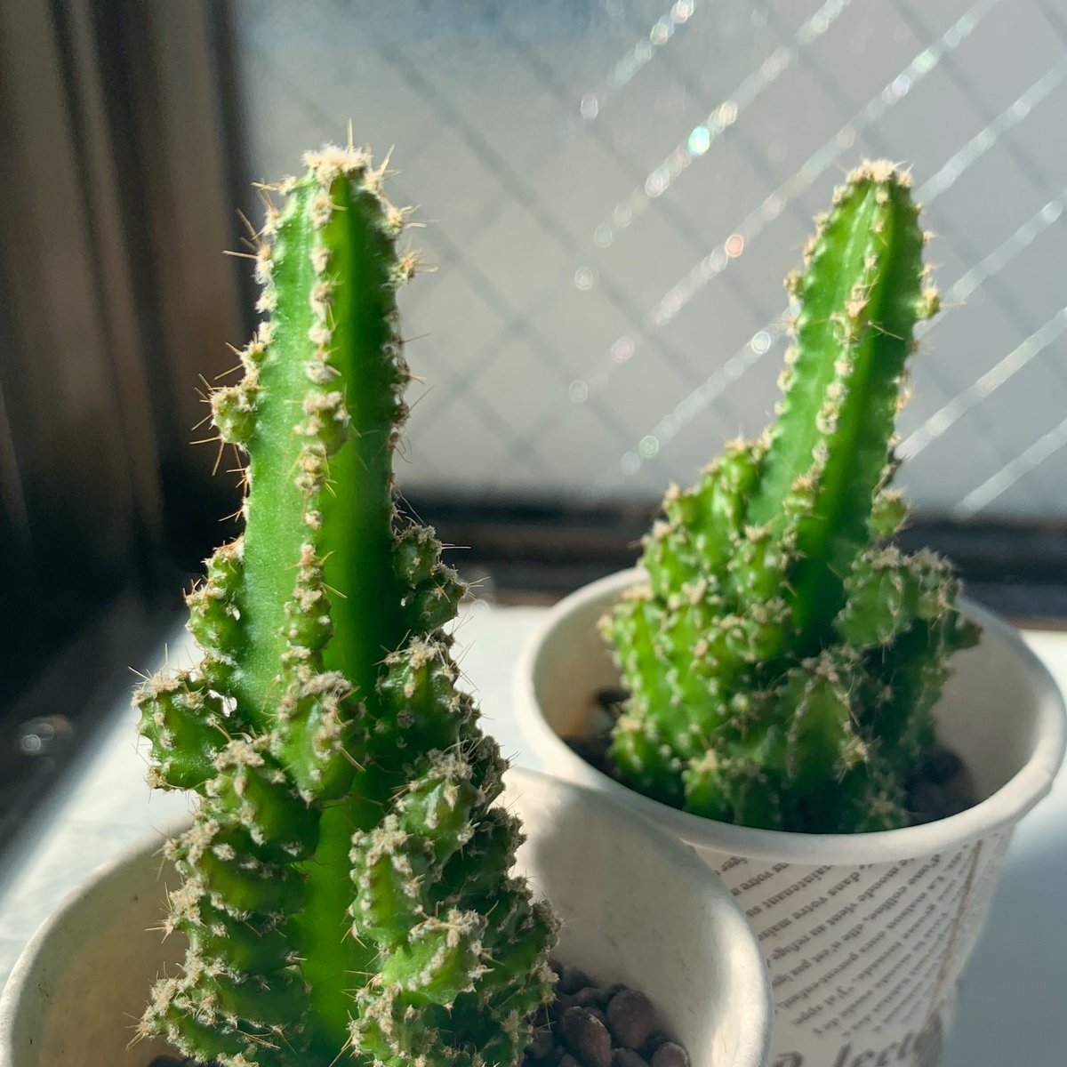 セレウスサボテン Twitter Search