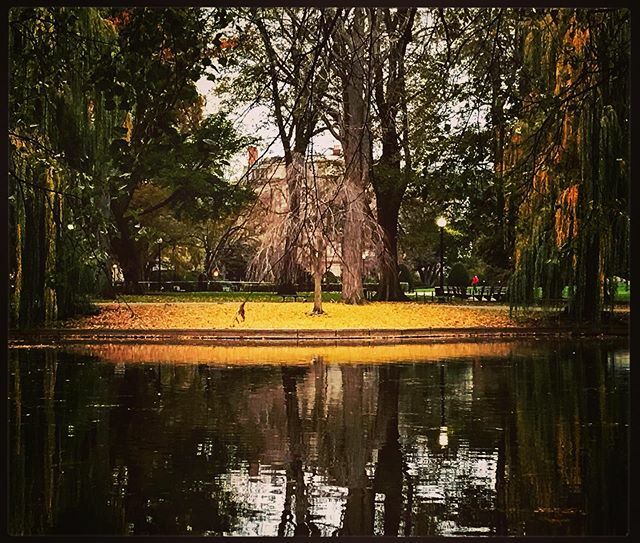 NellySpectacle's tweet photo. Boston Public Garden #photography.
.
.
.
#picturesofnature #yellow #colorsofnature #tree #boston #bostonpublicgarden #outdoors #walking https://t.co/ZSoIZU1zga https://t.co/Xz0uGhCJxo