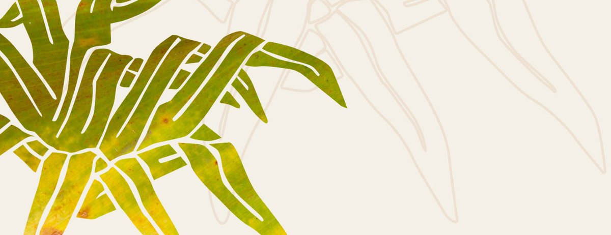 SCB Oceania tweet media