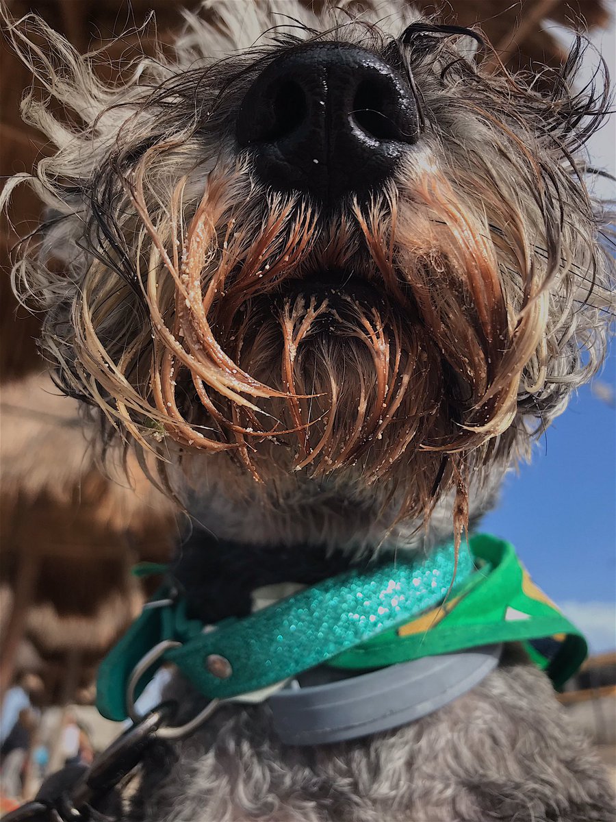 ferceballosr's tweet photo. Se divirtió mucho en su primera visita a la playa 🌊🤍 https://t.co/TgdS0J8zf8