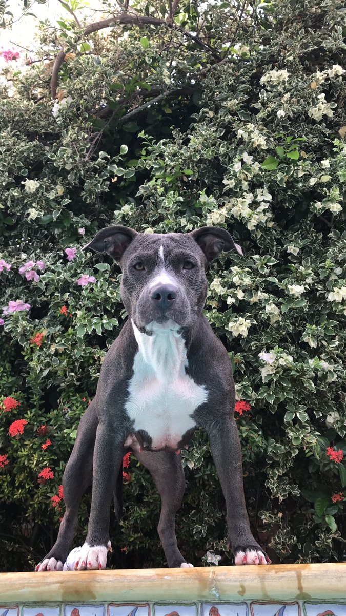 nrueda_'s tweet image. Mi bebé 💕 #pitbulllover #pitbullpower
