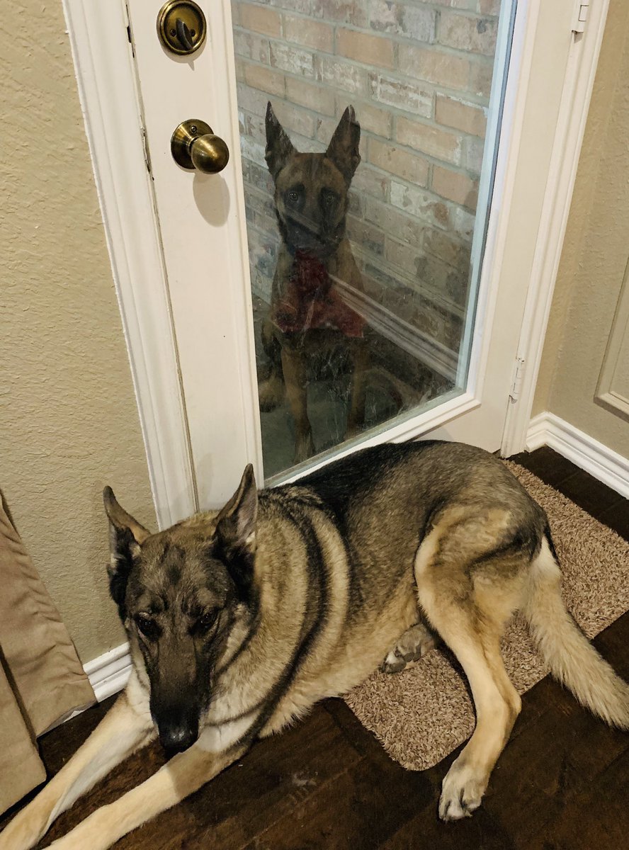 Guard dogs. One out and one in.  #neverscared