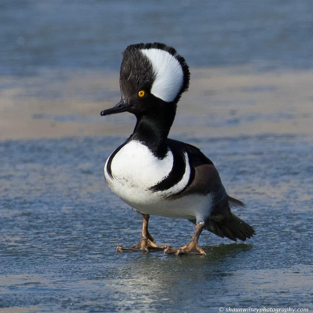 Male Hooded Merganser.  Colorado 1/12/2020. #colorado #coloradophotography #photography #wildlife #wildlifephotography #bird #birds #birdphotography #hoodedmerganser #hoodedmergansers #duck #ducks