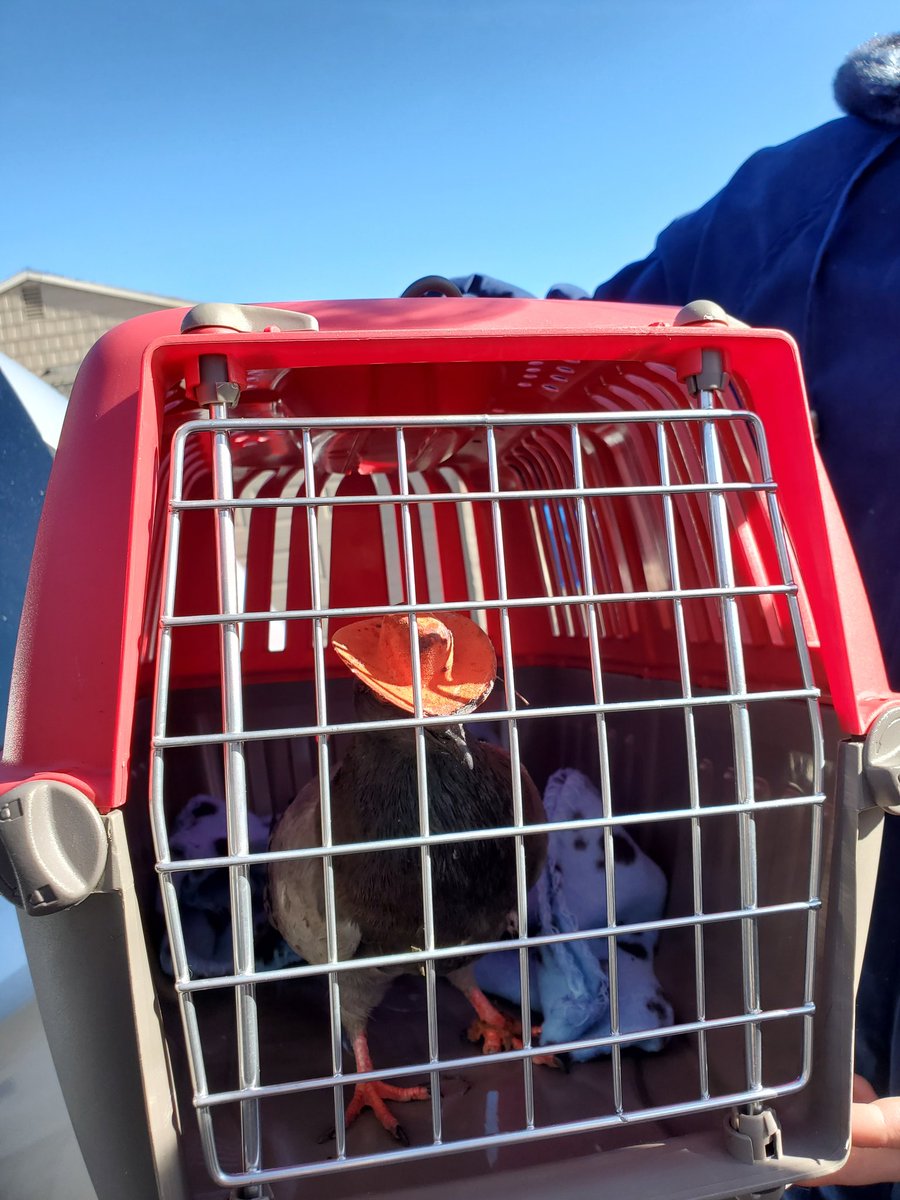 VegasPigeons's tweet photo. We are saddened to announce that Billie the Pidge has passed away. She was weak when we caught her and had lost toes to stringfoot in addition to the hat being glued onto her head. https://t.co/FR3vXGlMe1