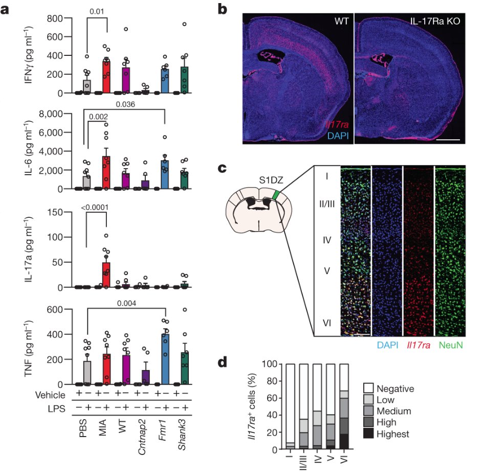 mmw_lmw's tweet photo. #NeuroDevelopmental_Disorders & #Inflammation | IL-17a promotes sociability in mouse models | Gloria Choi @MIT @Nature https://t.co/Cu1rQ0IMDv https://t.co/i3KN5wnZGp