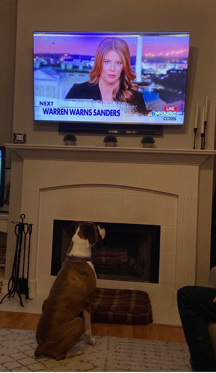 kasie's tweet photo. Thanks Bacchus (& parents JW Hunt & Katie) for watching @KasieDC! #dogswatchingkcdc #dogswatchingkasiedc https://t.co/exU3SAs1kL