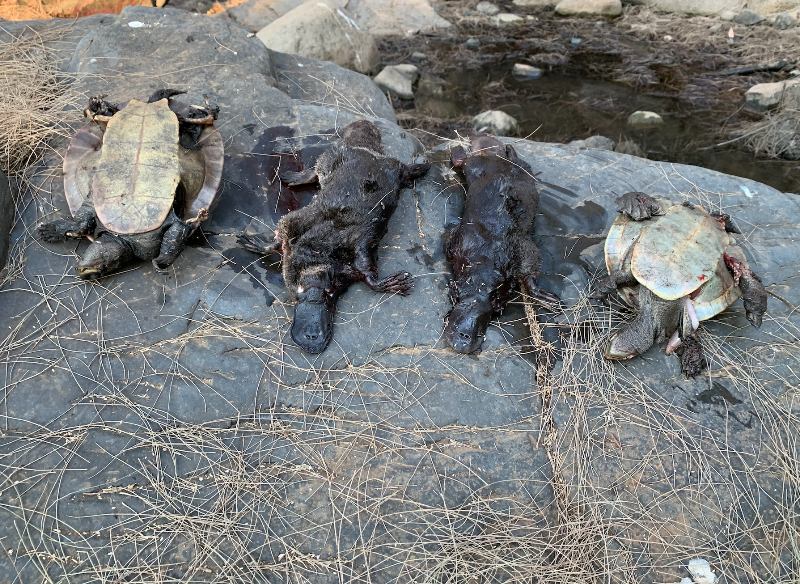 TIjourno's tweet photo. Platypus' are also falling victim to the bushfires. 😥 @aussie_ark https://t.co/DWeoBxMa3p