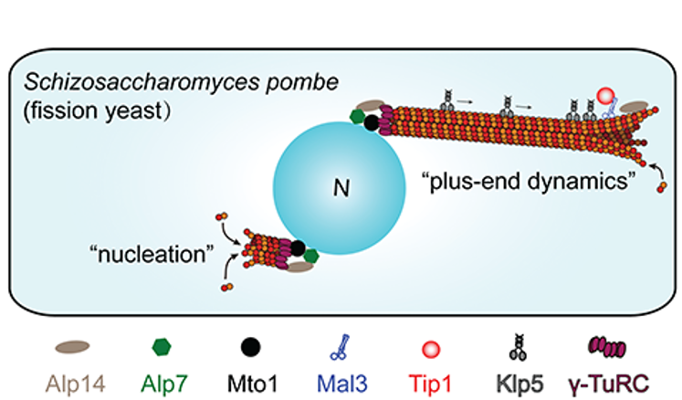 OUP_JMCB's tweet image. #Microtubule nucleation and dynamic instability in #interphase fission yeast
Please visit: doi.org/10.1093/jmcb/m…
doi.org/10.1093/jmcb/m…
doi.org/10.1093/jmcb/m…
High-temporal resolution imaging carried out with confocal microscopes from @PerkinElmer @PKILifeScience