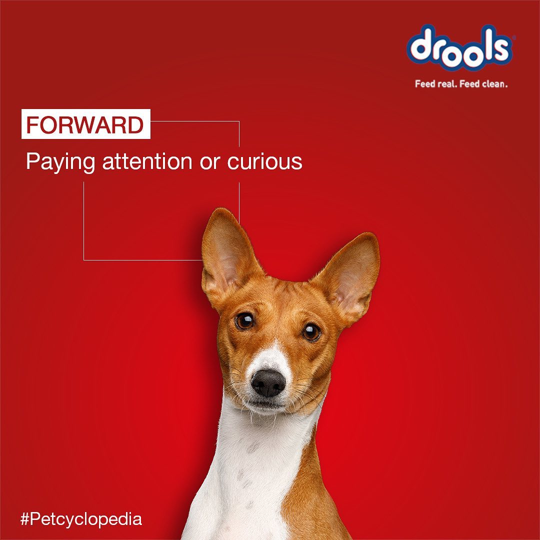 DroolsIndia's tweet photo. #Petcyclopedia
Did you know - Dogs have about 100 different facial expressions, most of them are made with the ears.🐶
Do you know what these expressions mean? 😍
.
.
#Drools #DroolsIndia #FeedRealFeedClean #FeedDrools #FunFacts #PetFacts #ThingsToKnow #PetEars #PetParent https://t.co/yln85LzVa2