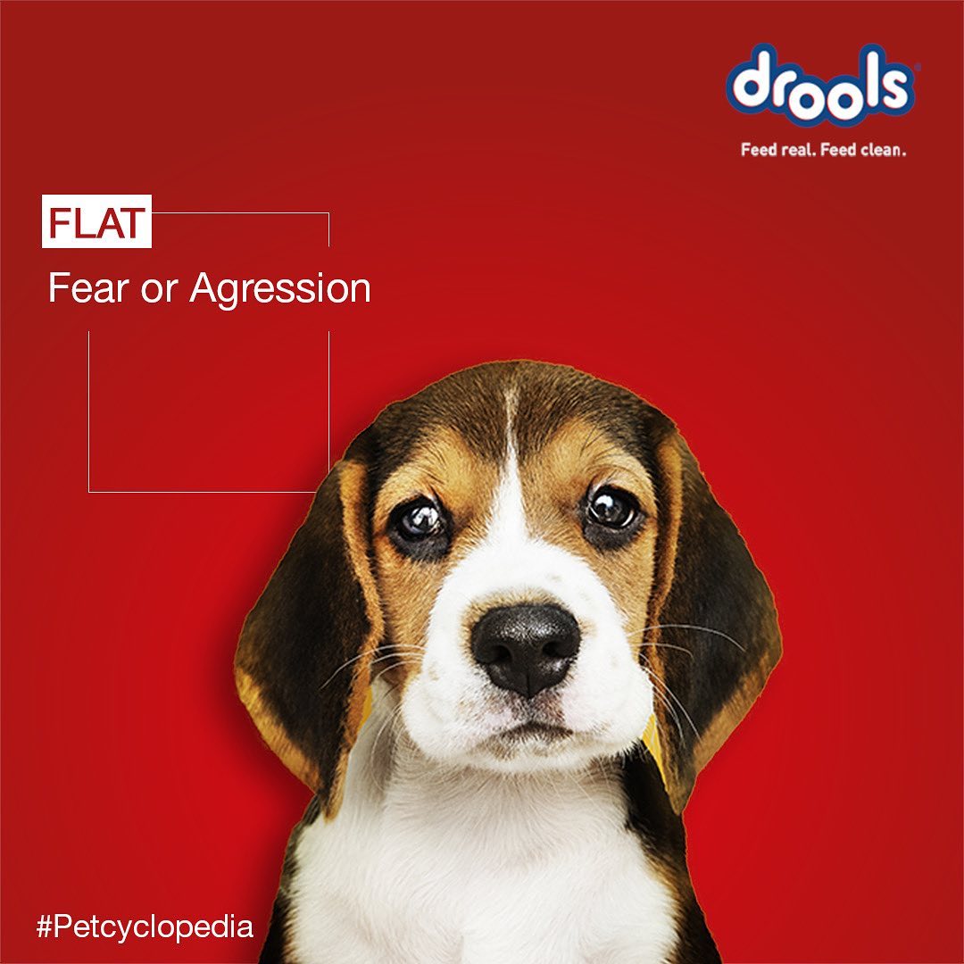 DroolsIndia's tweet photo. #Petcyclopedia
Did you know - Dogs have about 100 different facial expressions, most of them are made with the ears.🐶
Do you know what these expressions mean? 😍
.
.
#Drools #DroolsIndia #FeedRealFeedClean #FeedDrools #FunFacts #PetFacts #ThingsToKnow #PetEars #PetParent https://t.co/yln85LzVa2