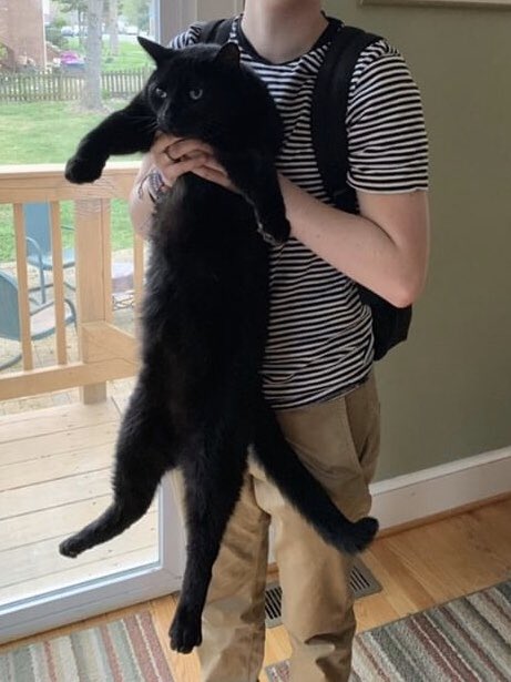 A person holding a very long black cat under the “armpits”
